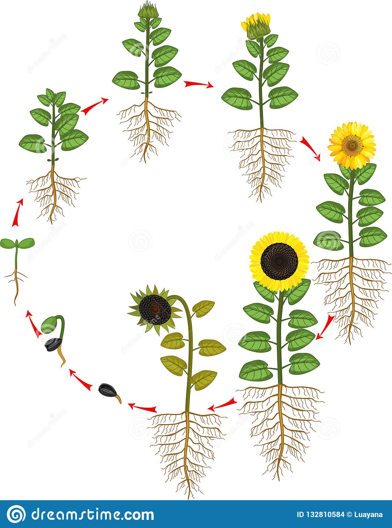 sunflower-life-cycle-growth-stages-seed-to-flowering-fruit-bearing-plant-root-system-sunflower-life-cycle-growth-132810584